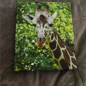Giraffe picture